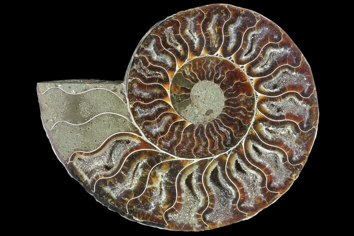 Agatized Ammonite Fossil (Half) - Crystal Chambers #103092